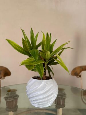 Dudi Spiral Planters (Marble Textured)